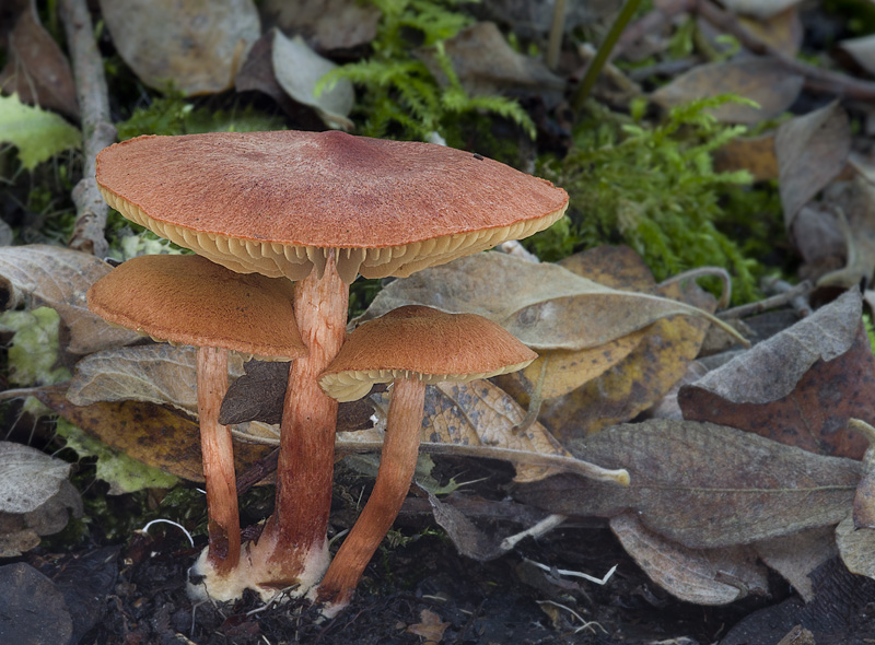 Cortinarius uliginosus